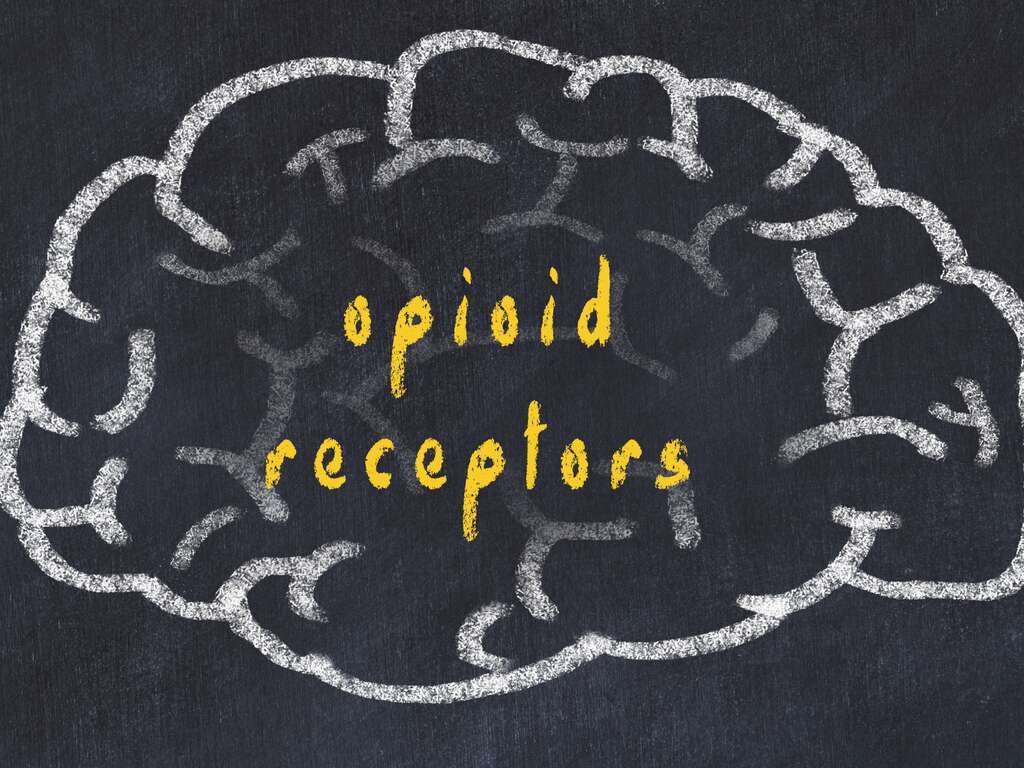 Opioid Receptors | Care Plus NJ