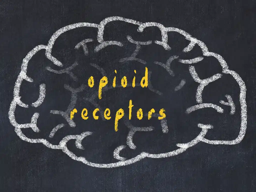 Opioid Receptors | Care Plus NJ